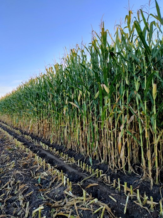 Sialge Corn Closeup